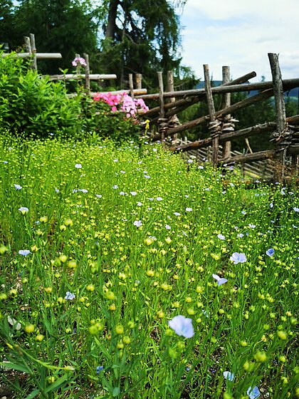 Blühender Lein im Garten des Geburtshauses.