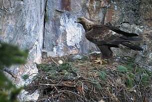 Der Steinadler in den Ostalpen