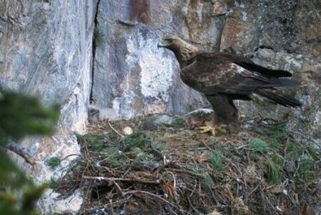 Ein Adler sitzt in einem Nest vor einer Felswand.