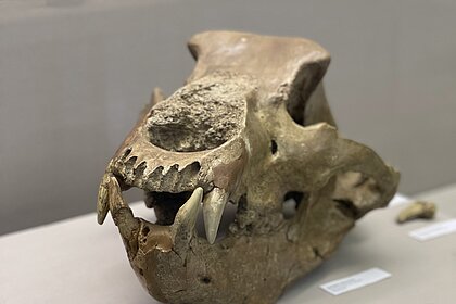 Dreharbeiten für "Wer bist du: Steiermark?" im Museum Köflach