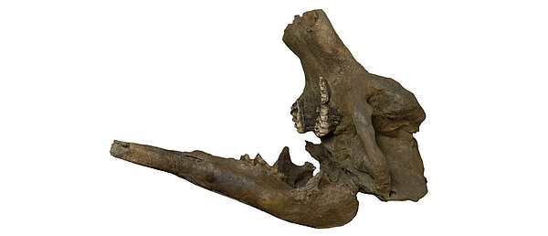 Geology & Palaeontology