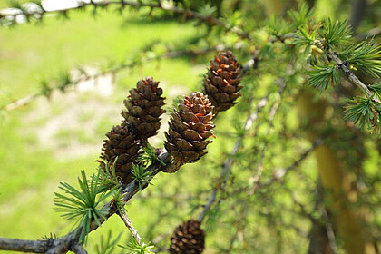 Larch with larch cones.