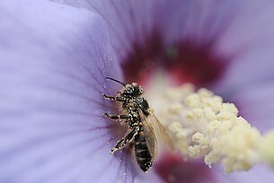 Mit Workshop: Die Bedeutung von Bienen für unser Ökosystem