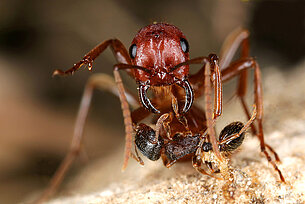 On Slave Raiders and Aphid Farmers