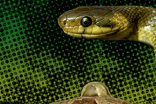 Toads, Snakes & More