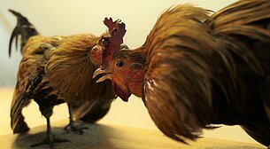 Ich wollt, ich wär ein Huhn …