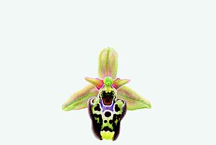Ophrys-Blüten