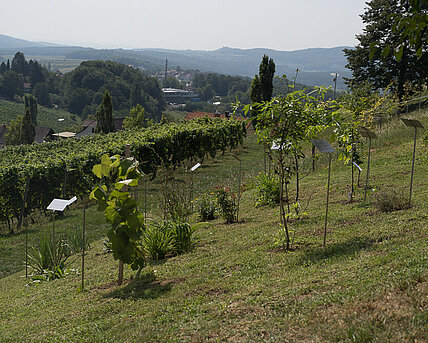 RESANITA