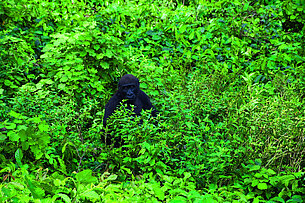 Diana Thater. gorillagorillagorilla