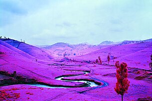 Richard Mosse