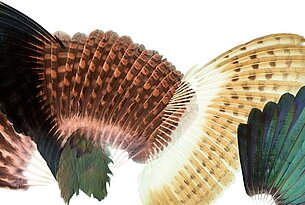 Feathers make a bird