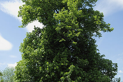 Large lime tree, detail.