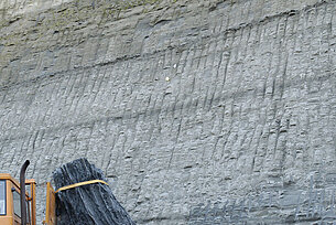 Ein 11,5 Millionen Jahre alter Baum geht baden