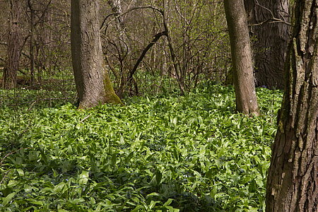 Bär-Lauch im Auwald