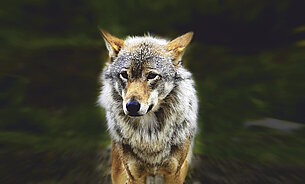 The Wolf