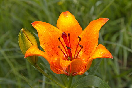 Lilium croceum