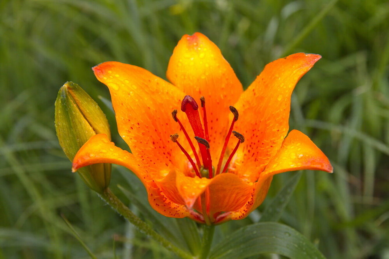 Lilium croceum