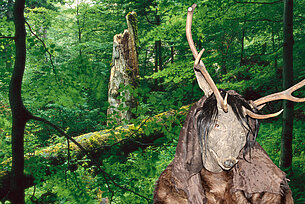Wald und Mensch