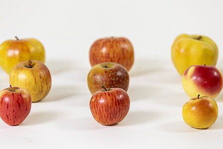 Zu sehen sind einzelne Apfelmodelle aus Wachs, die zu Lehrzwecken im 19. Jahrhundert dienten.