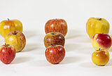 Zu sehen sind einzelne Apfelmodelle aus Wachs, die zu Lehrzwecken im 19. Jahrhundert dienten.