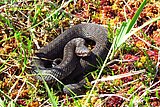 Reptil des Jahres 2024: Kreuzotter, Viper berus