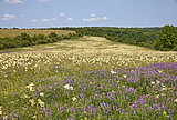 Magerwiese bei Tard Magerwiese in einem Lösstal bei Tard am Fuße des Bükk-Gebirges mit dem Kleinen Mädesüß (Filipendula vulgaris) und der Schmalblättrigen Wicke (Vicia tenuifolia). Foto: Kurt Zernig