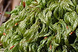 Das Große Mausschwanzmoos (Isothecium alopecuroides), ist häufig an der Basis von Baumstämmen oder an Felsen zu finden