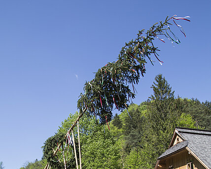 Der Maibaum wird mit Hilfe von vielen Menschen aufgestellt. Ein Kranz schmückt den Baumstamm. 