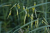 Wehrlose Trespe (Bromus inermis)