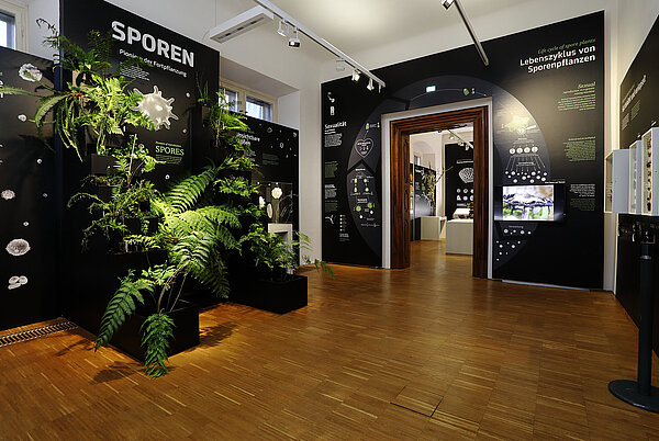 Sporen - Pioniere der Fortpflanzung,