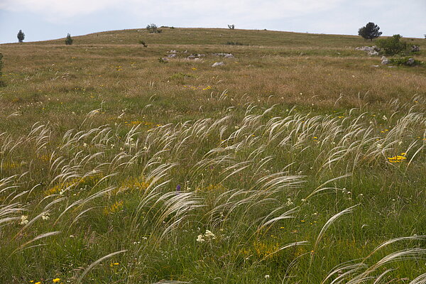 Karstheide: Gräser dominieren die meisten waldfreien Vegetationstypen, wie hier im Fall einer Karstheide; im Vordergrund das Zierliche Federgras (Stipa eriocaulis)