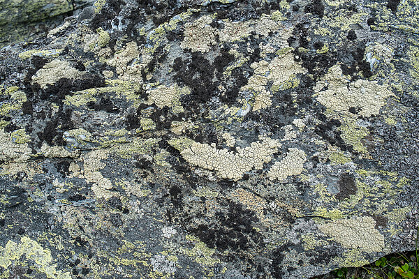 Flechtenmosaik auf Silikatgestein in der alpinen Stufe Flechtenmosaik auf Silikatgestein in der alpinen Stufe