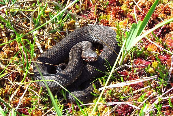 Reptil des Jahres 2024: Kreuzotter, Viper berus
