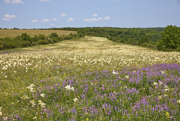 Magerwiese bei Tard Magerwiese in einem Lösstal bei Tard am Fuße des Bükk-Gebirges mit dem Kleinen Mädesüß (Filipendula vulgaris) und der Schmalblättrigen Wicke (Vicia tenuifolia). Foto: Kurt Zernig