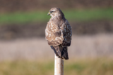Mäusebussard