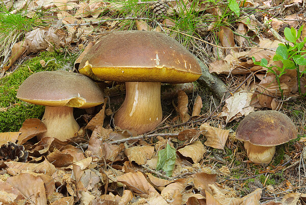 Kiefern-Steinpilz (Boletus pinophilus)