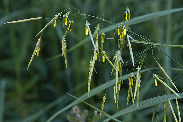Wehrlose Trespe (Bromus inermis)