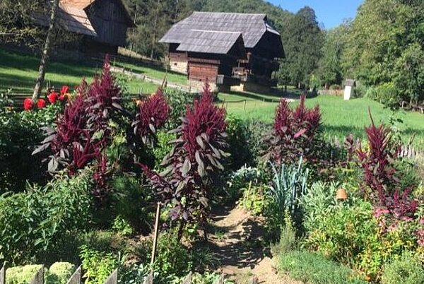Fuchsschwanz im Österreichischen Freilichtmuseum Stübing