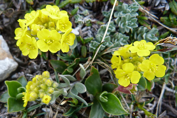 Hochschwab-Steinkraut (Alyssum neglectum) Hochschwab-Steinkraut (Alyssum neglectum)
