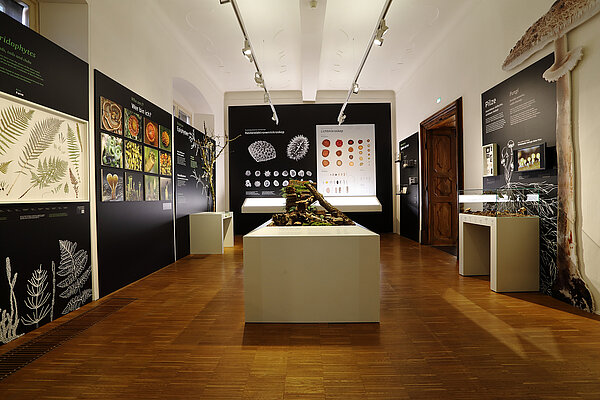 Ausstellungsansicht "Sporen - Pioniere der Fortpflanzung"