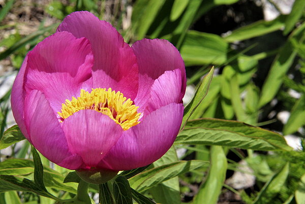 Paeonia officinalis subsp. banatica am Nanos