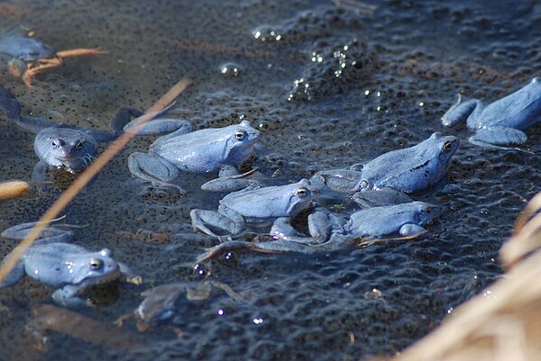 Moorfrosch - Amphib des Jahres 2025