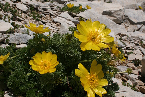 Adonis distorta Adonis distorta