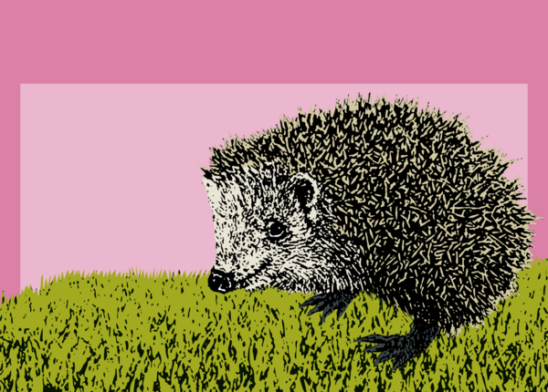 Braunbrustigel (Erinaceus europaeus)