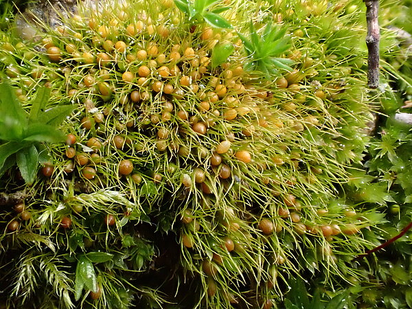 Das Pfriemen-Seitenköpfchenmoos (Pleuridium subulatum) mit Kapseln