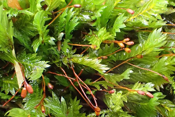 Das Laubmoos Fissidens adianthoides mit Sporophyten