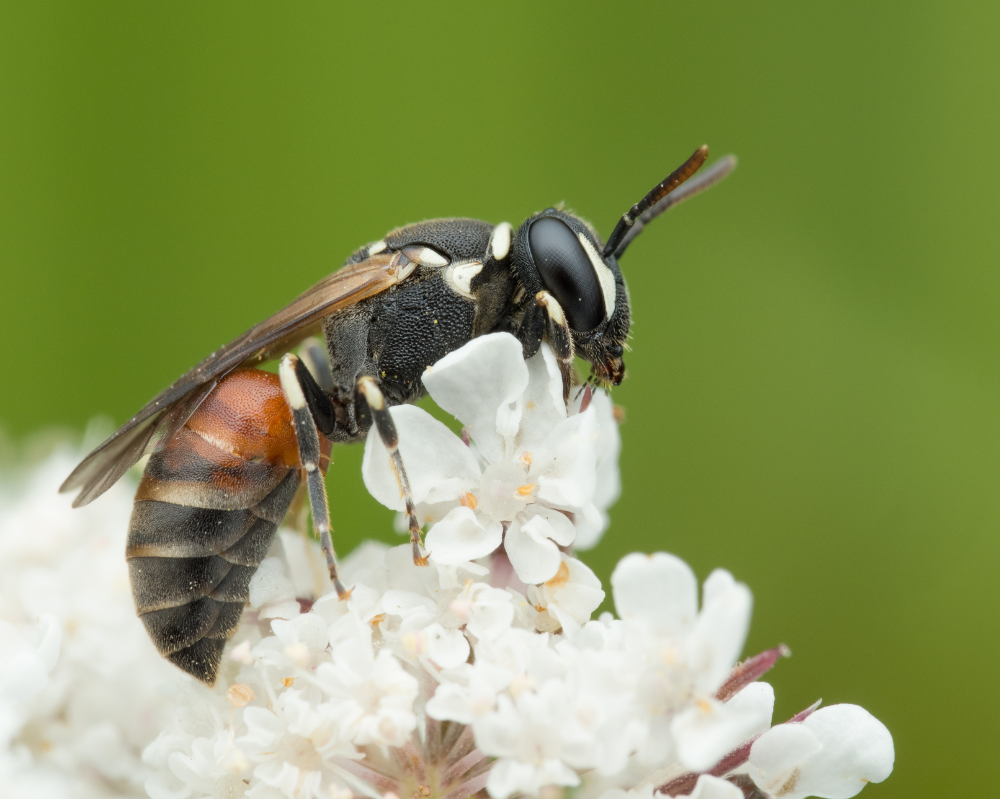 Ticket für: Rundgang Von Bienchen und Blümchen