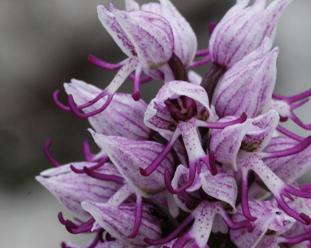 Genussreise Naturkundemuseum
